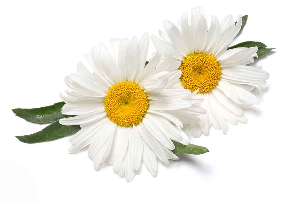 chamomile flower