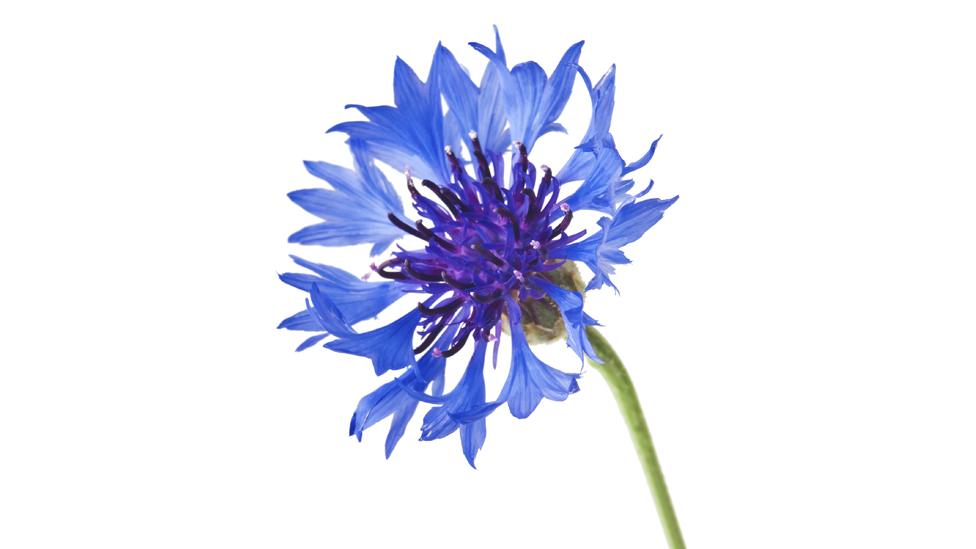 cornflower