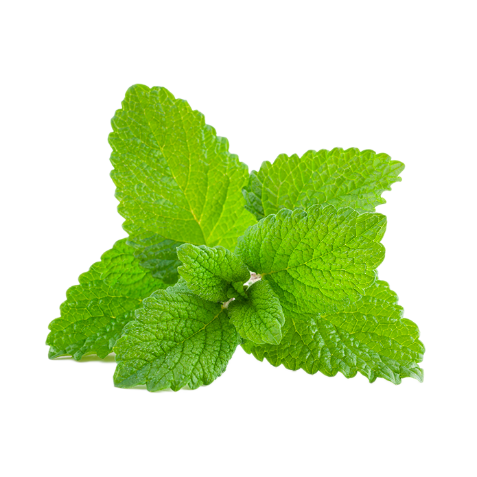 lemon balm leaf