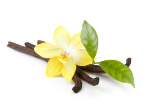 natural vanilla flower